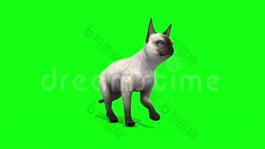 白猫猫猫走循环动物绿屏3D渲染动画